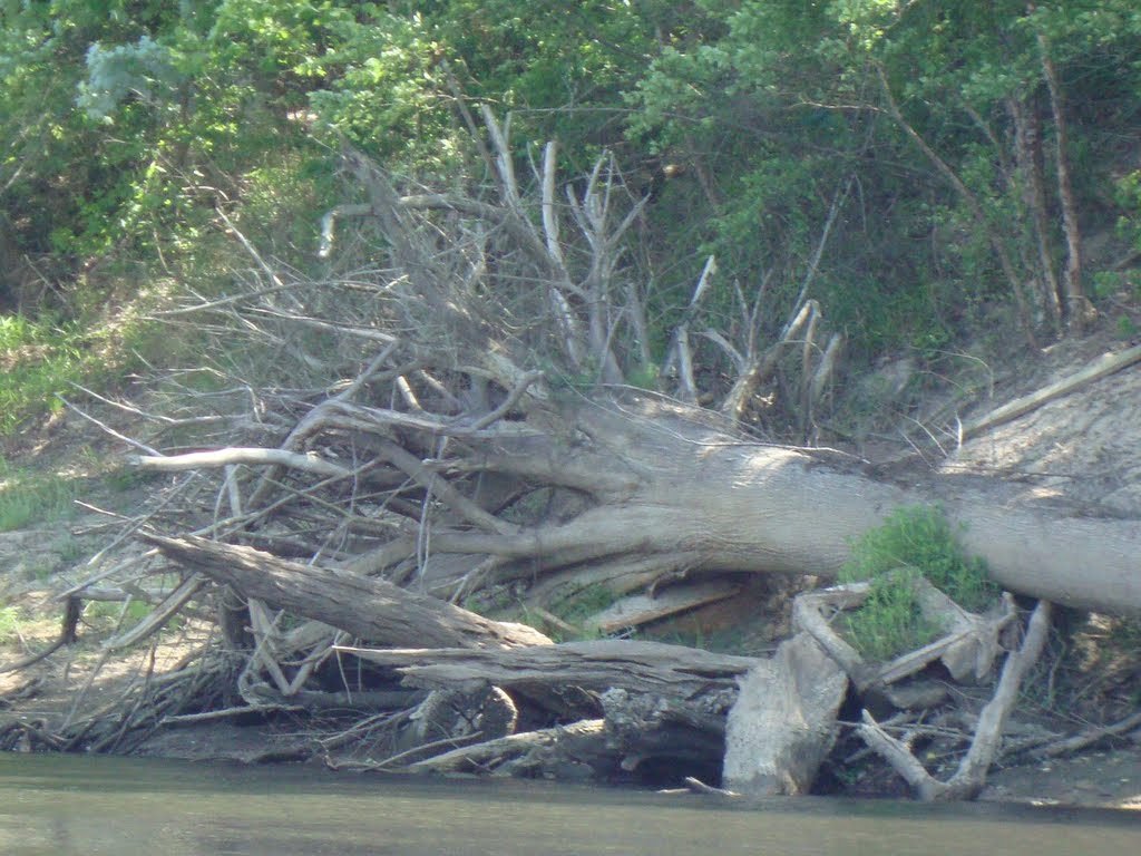 Fell tree on Sabine River, Мерривилл