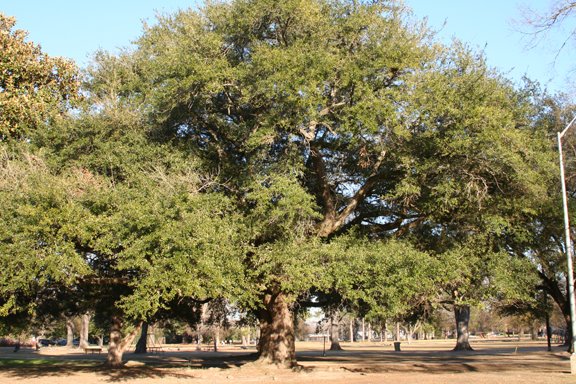 Trees of Forsythe Park, Монро