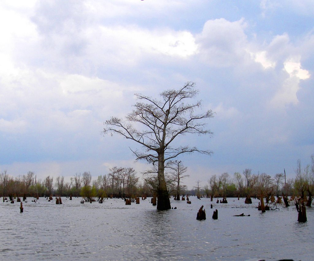 Swamp trees, Чёрч-Пойнт