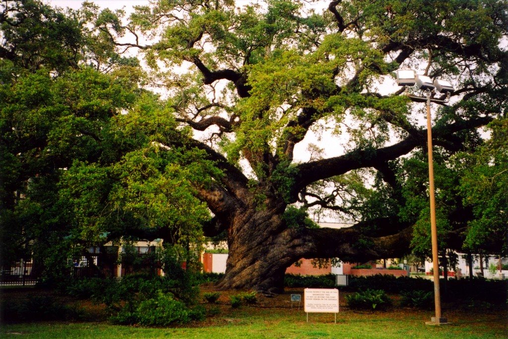 USA, lun des plus vieux chêne de la Louisiane à Francisville, Чёрч-Пойнт