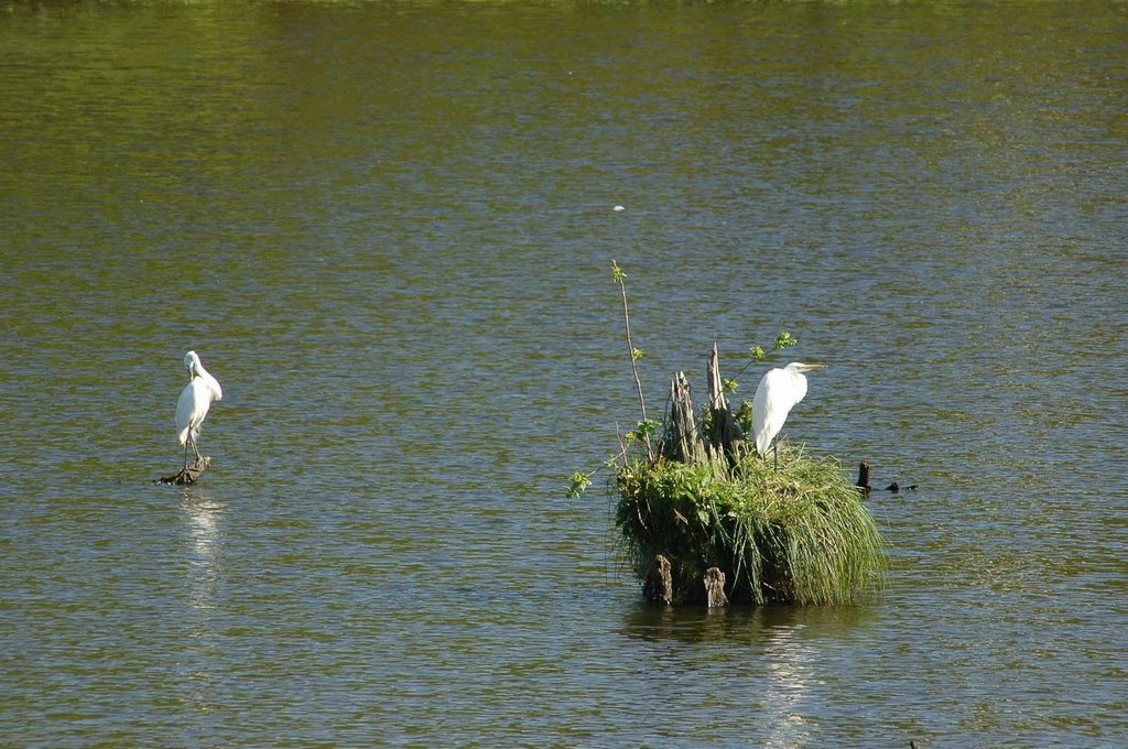 AveryIsland0406DSC_5986l, Чёрч-Пойнт