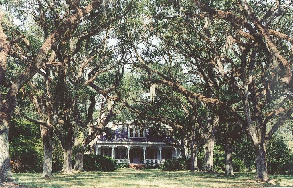 Catalpa plantation, Live Oaks planted in 1814, house built in 1885 (8-9-2000) scanned 35mm, Чёрч-Пойнт