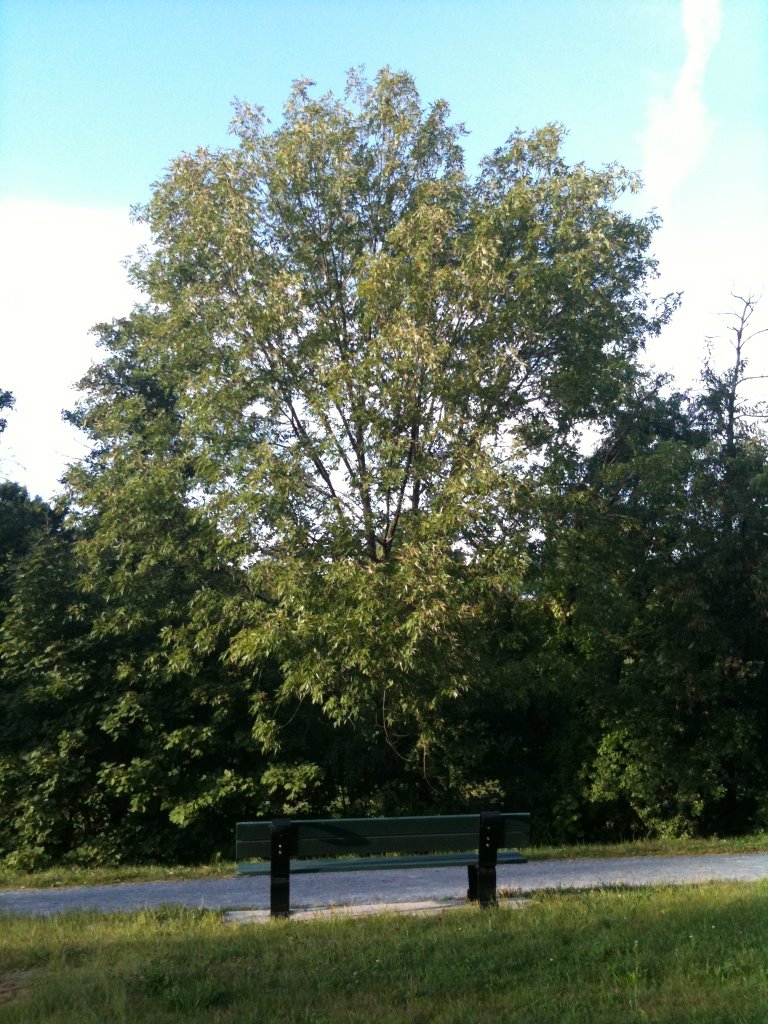 Ash - Native Tree, Арлингтон