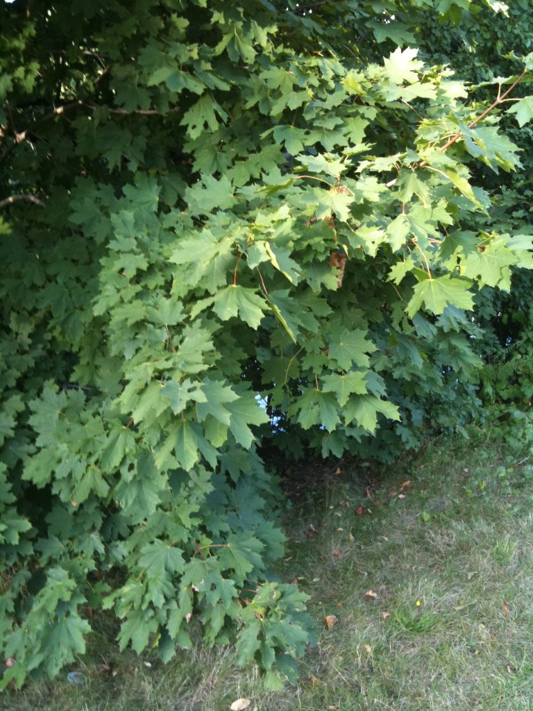 Norway Maple - Invasive Tree, Арлингтон
