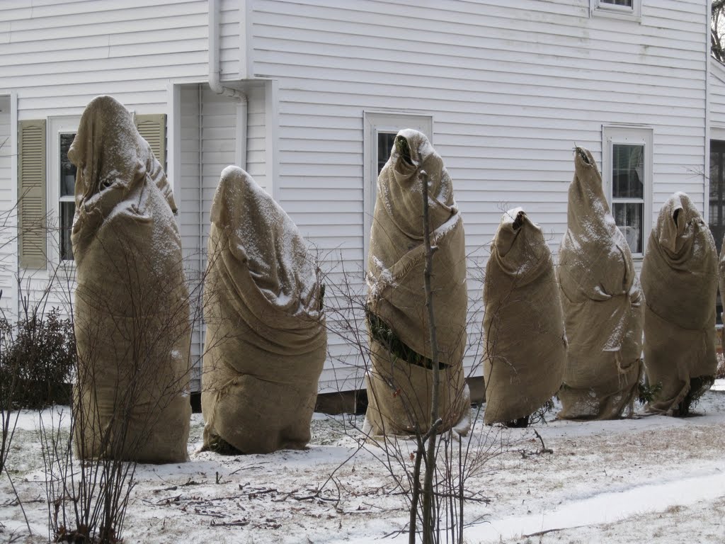 Arborvitae looking like  robed monks in Arlington, MA, Арлингтон