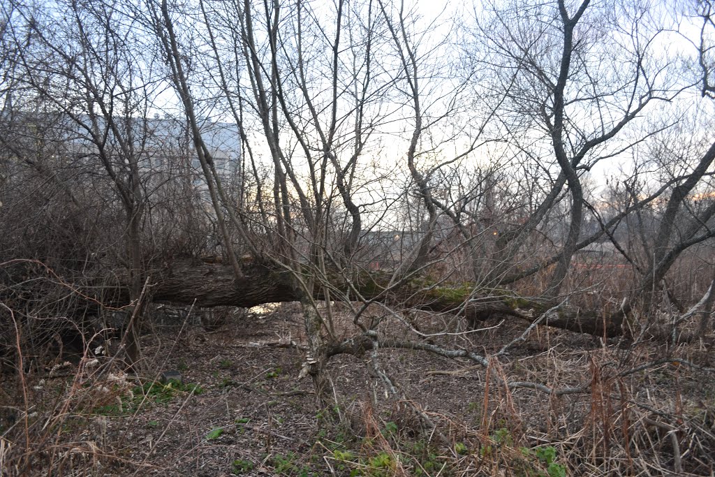 One Downed Tree turns itself into many smaller Trees, Арлингтон