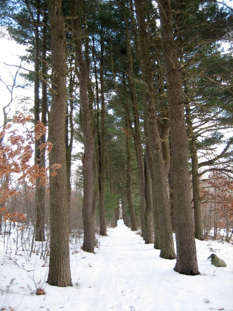 Rows of Trees, McLean Hospital, Belmont MA, Белмонт