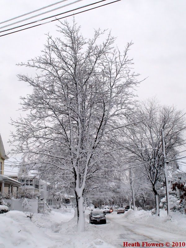 Winter Tree, Белмонт