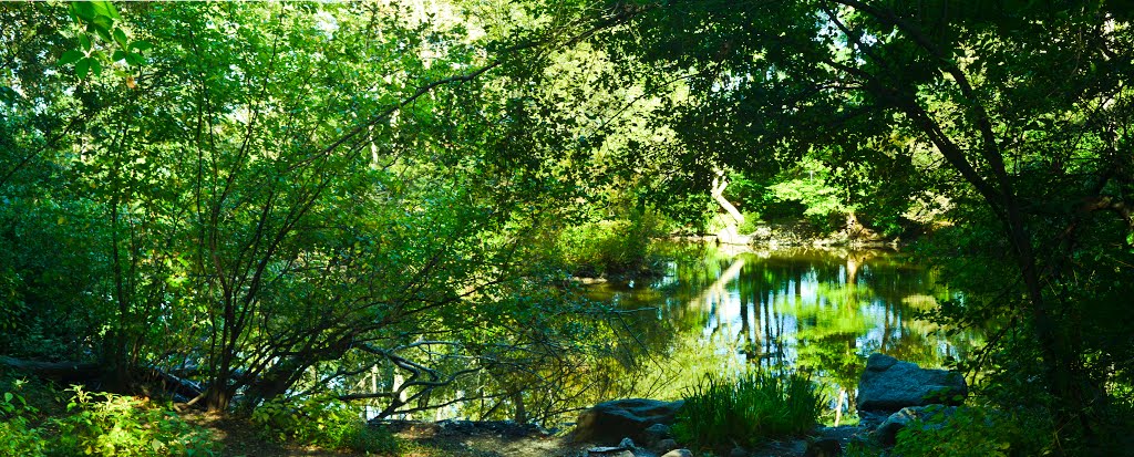Turtle Pond, Белмонт