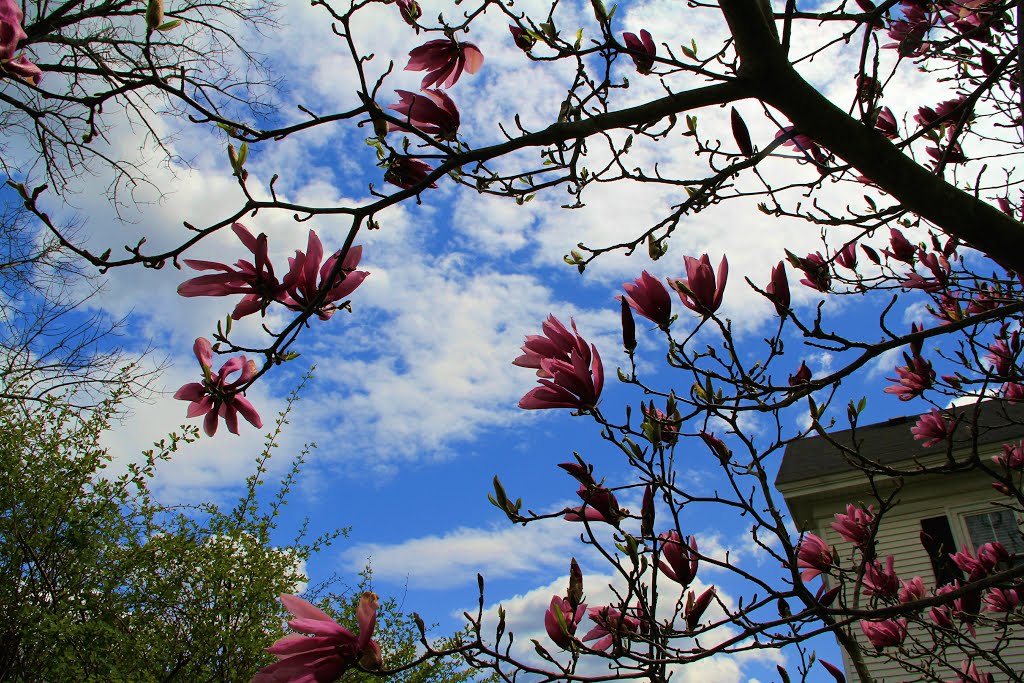 Shrub Blossums on Union St, Bridgewater MA, Бриджуотер