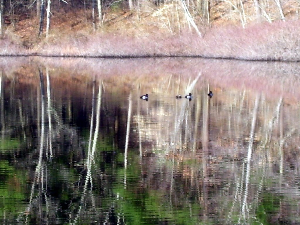 carvers pond 3, Бриджуотер