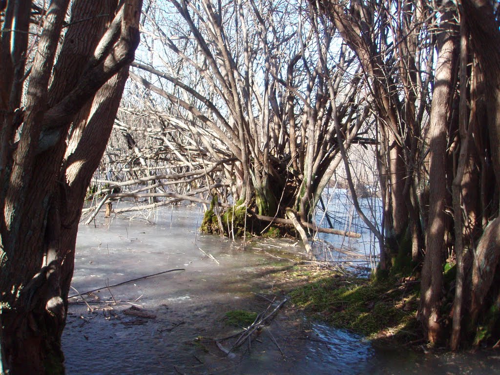 frozen swamp, Броктон