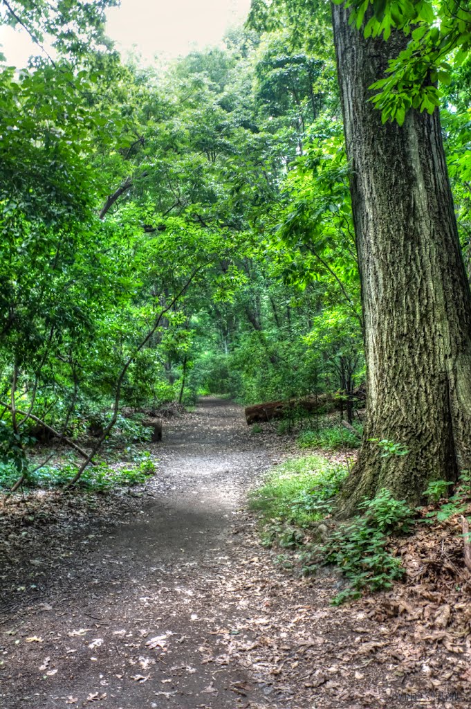 Hiking in Jamaica Plain, Бруклин