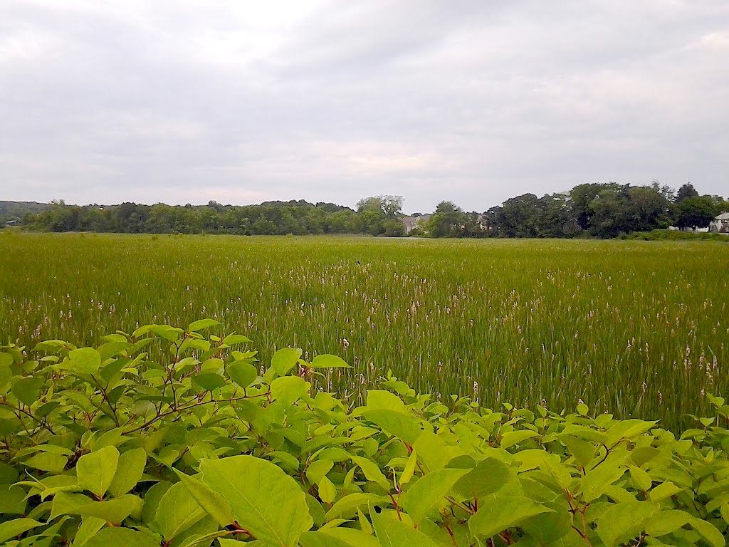 Marsh On The Bike Path, Винчестер