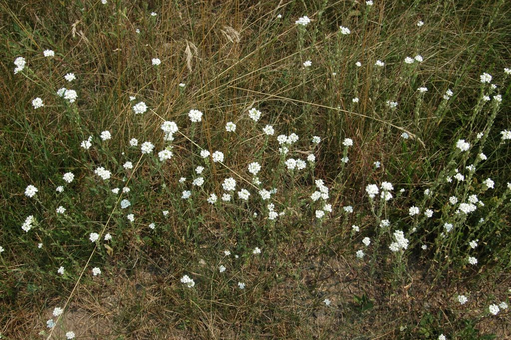 Hoary Alyssum (Berteroa incana), Family: Brassicaceae;  Икотник серый, Капустные, Данверс