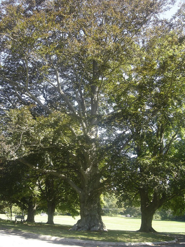 Huge Tree, Ист-Бриджуотер