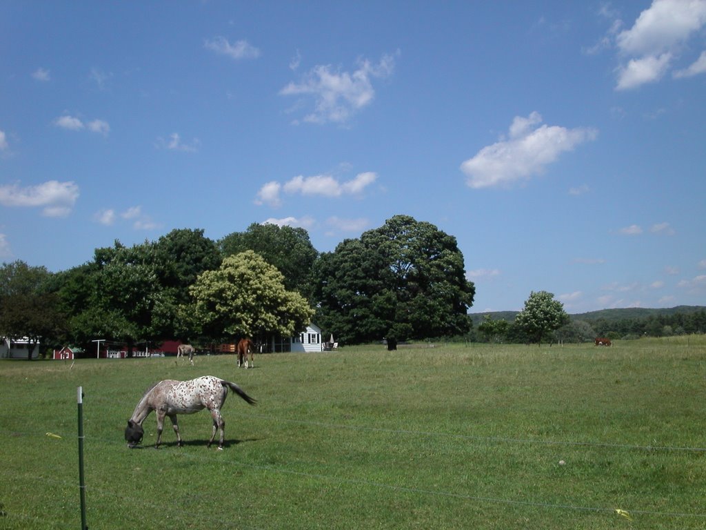 horse in a field, Ист-Лонгмидоу