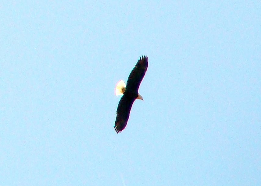 New England Bald Eagle, Ист-Лонгмидоу