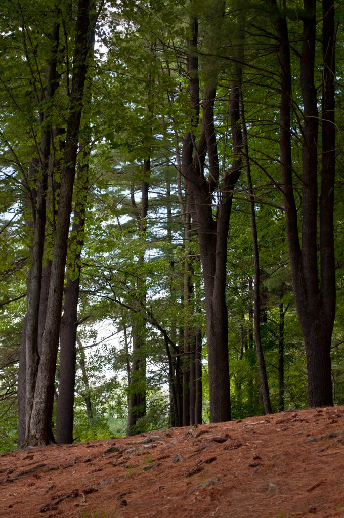 Porter Lake Trail, Forest Park, Springfield, Massachusetts, Ист-Лонгмидоу