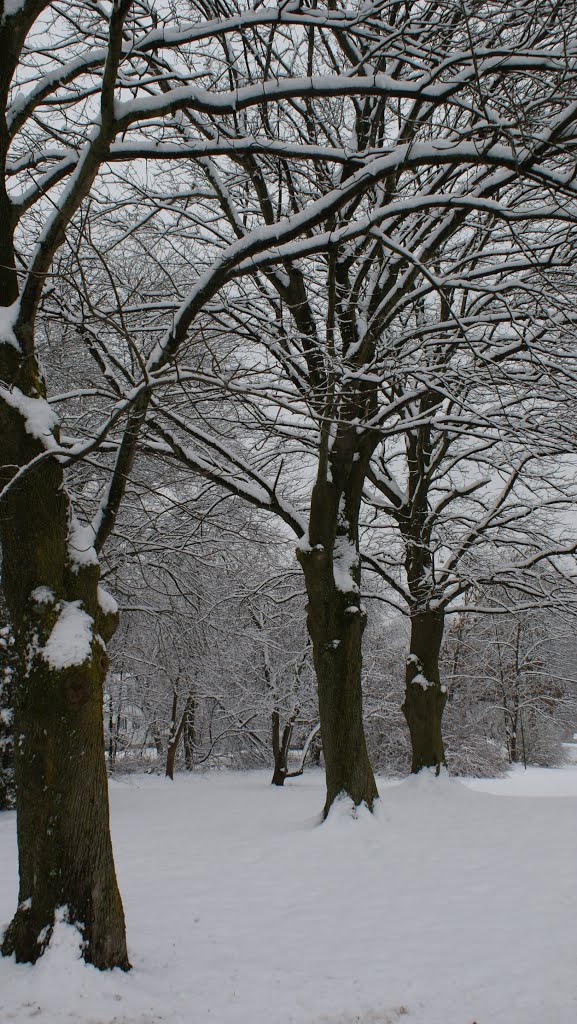 maple trees in winter, Ист-Лонгмидоу