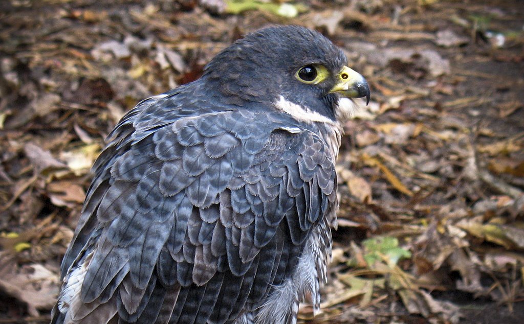 Peregrine Falcon, Карвер