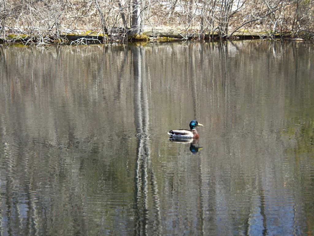 MASSACHUSETTS: LEXINGTON: Mallard duck on the pond, Лексингтон
