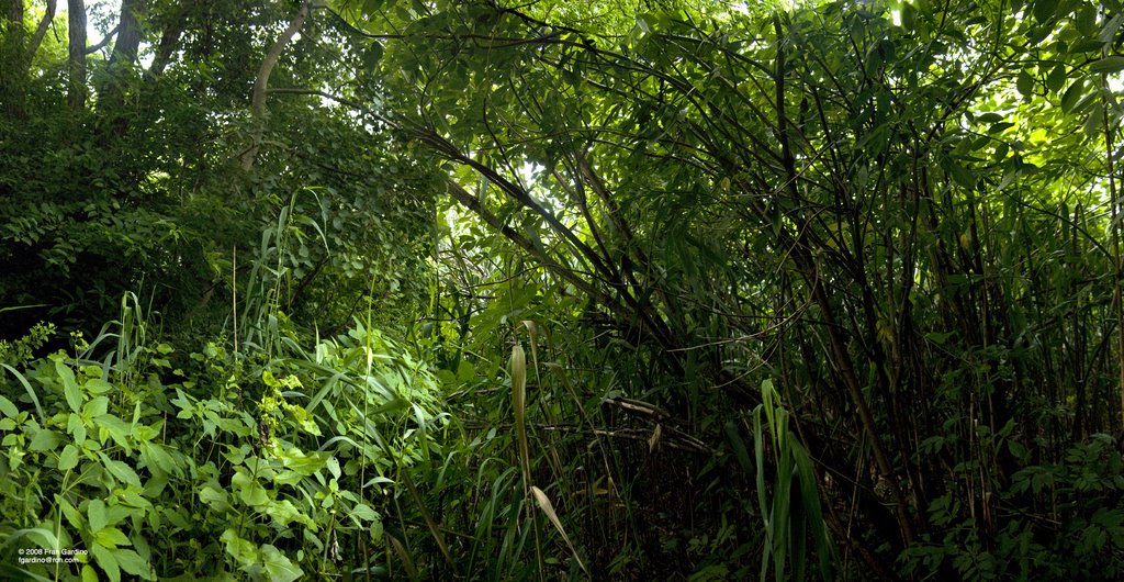 Everett Green Jungle, Малден