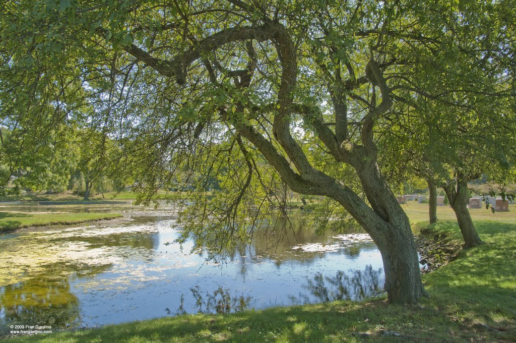Malden Pond Tree, Малден