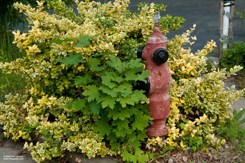 Malden Fire Hydrant Bouquet, Малден