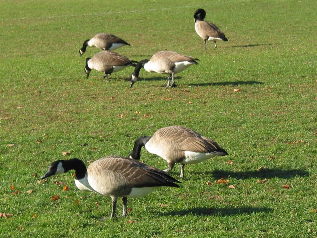 Geese around Malden Park, Малден