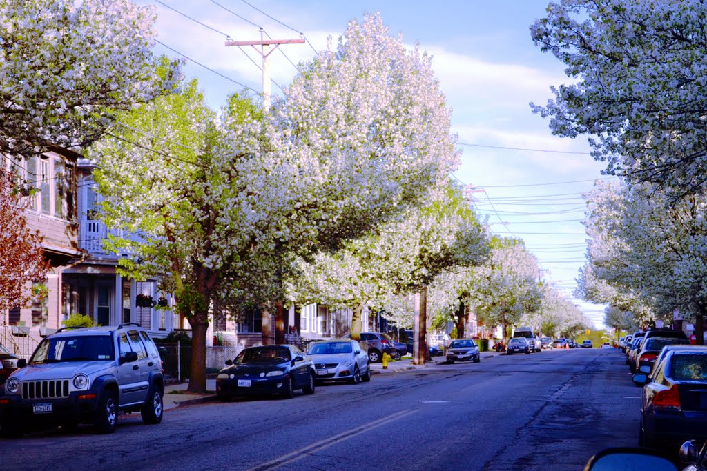Dogwoods on Boston Ave, Medford. May 1, Медфорд