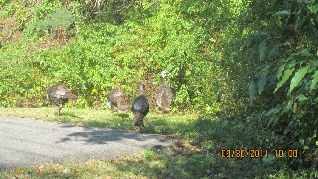 Turkeys in the suburb., Нидхам
