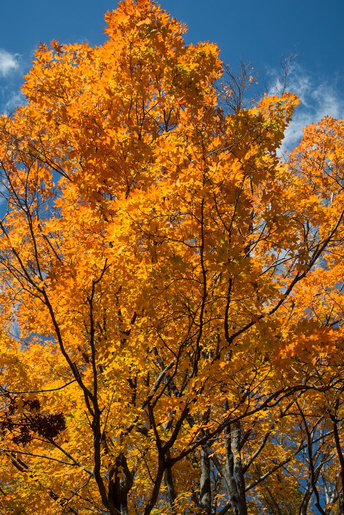 New England Fall, Пибоди
