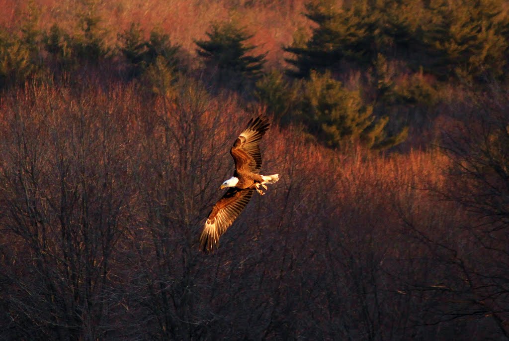 Eagle in Flight, Ратланд