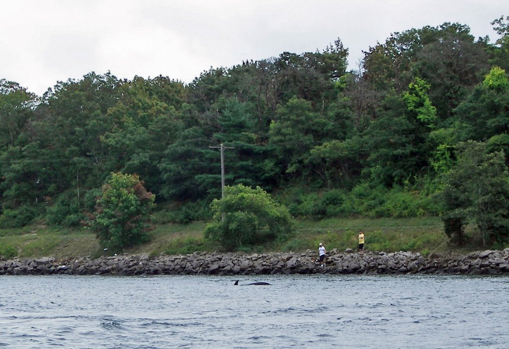 Cape Cod Canal, Pilot Whale, Сагамор