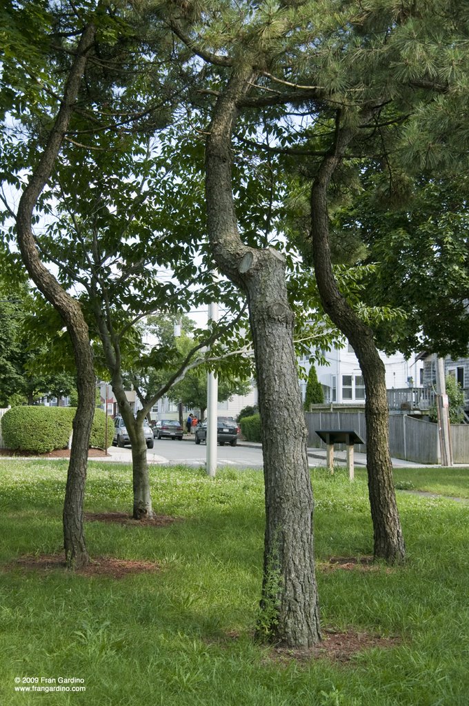 Pointer Sister Trees by the Mystic River, Сомервилл