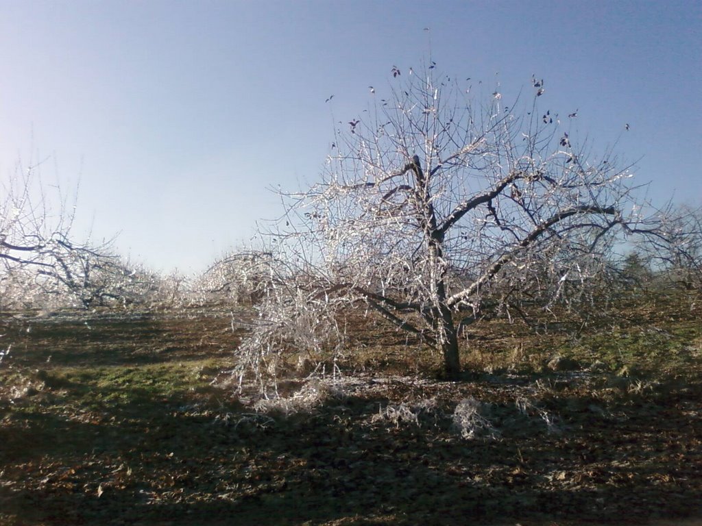 Ice Storm Sterling Apple Orchards 12/13/08, Стерлинг