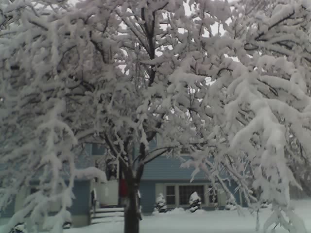 snow tree deb, Фрамингам