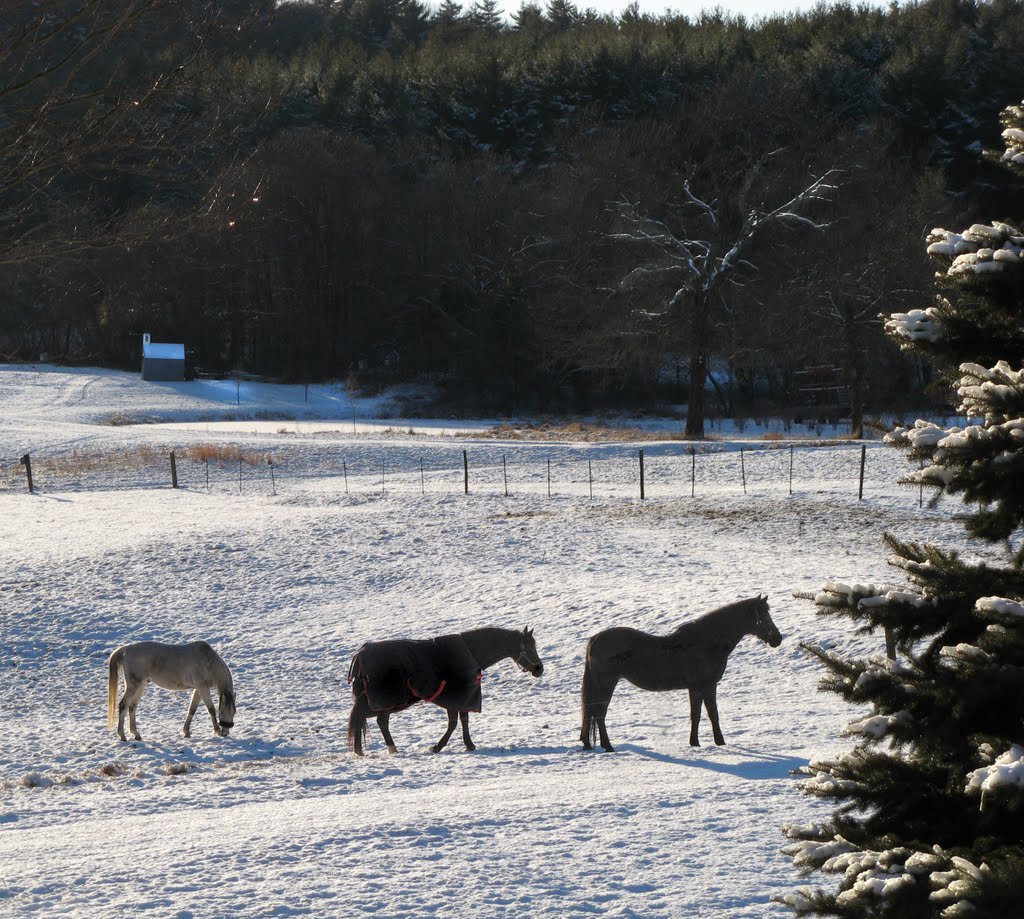 Three horses in the snow in Framingham MA, Фрамингам