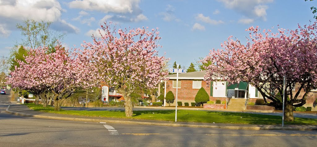 Cherry Blossoms on Main Street in Framingham, MA, Фрамингам