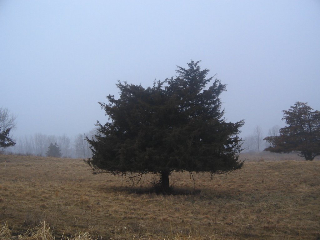 cedar in the fog, Бейпорт