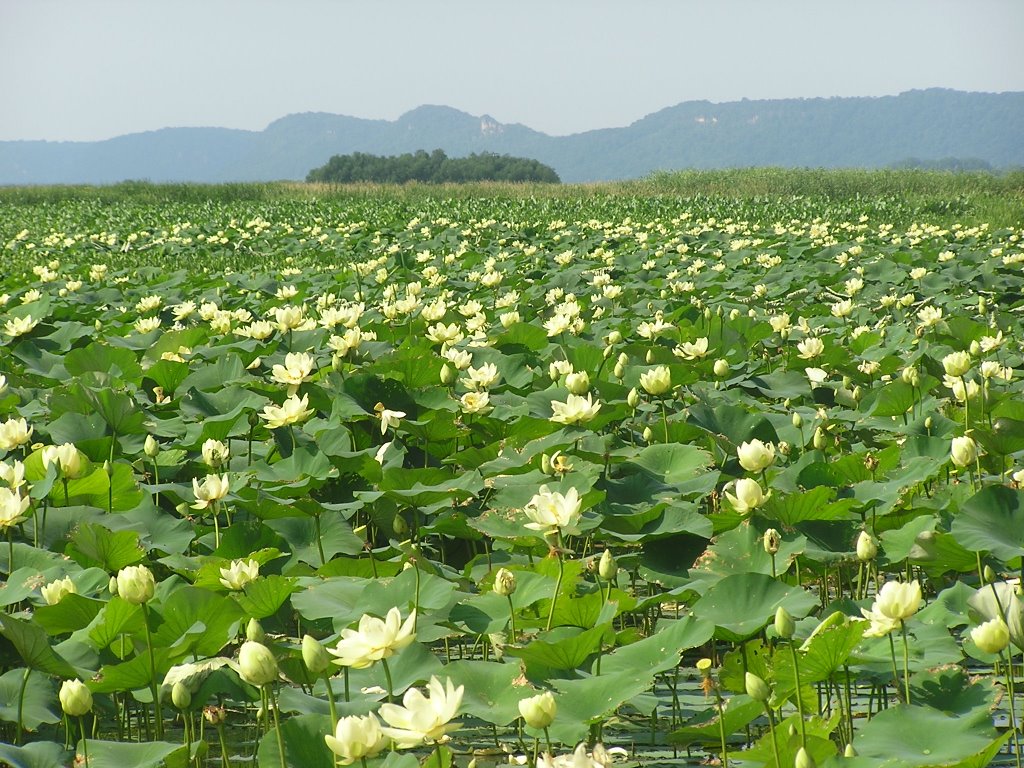 Large area of water lilies just south of Goose Island County park near La Crosse WI., Браунсвилл