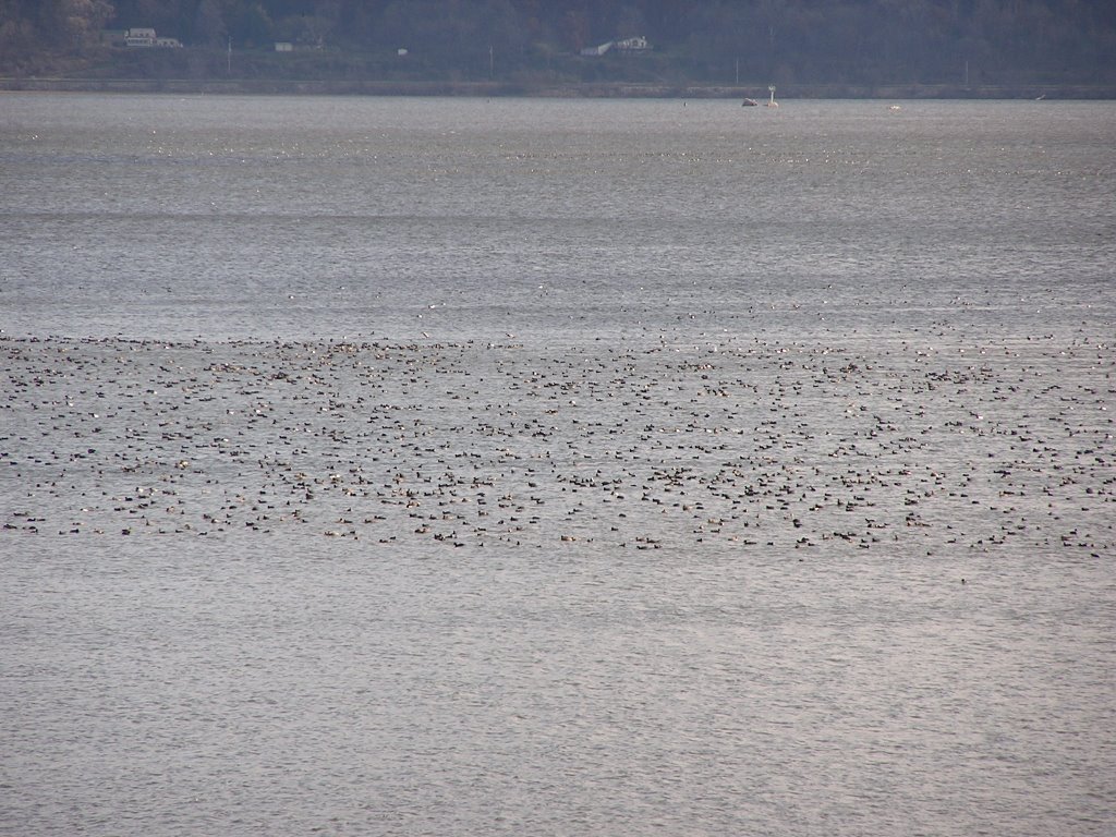 rafts of diver ducks in WI. island national refuge south of Brownsville MN, Браунсвилл