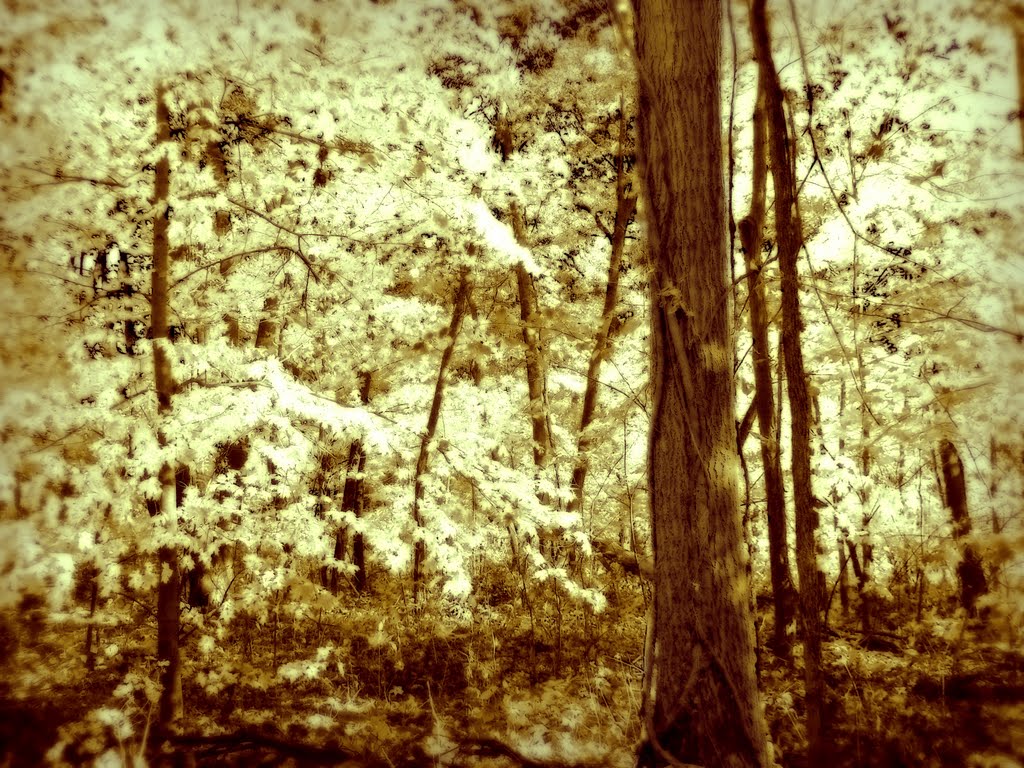 Blufftop forest, Браунсвилл