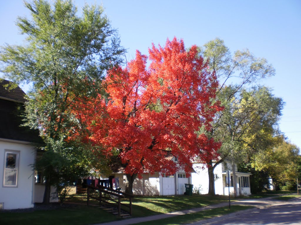 MAPLE TREE SHOWING OFF, Валкер
