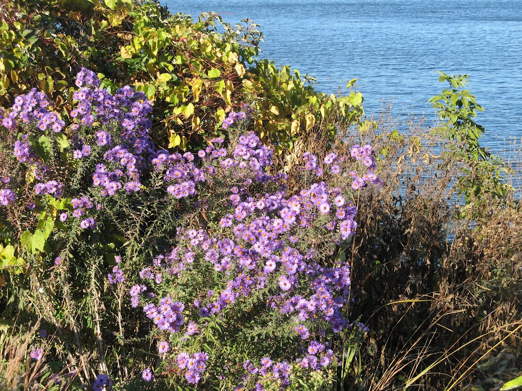 Oct 2010 - Plymouth, Minnesota. Flowers on the western shore of Medicine Lake., Медисин-Лейк