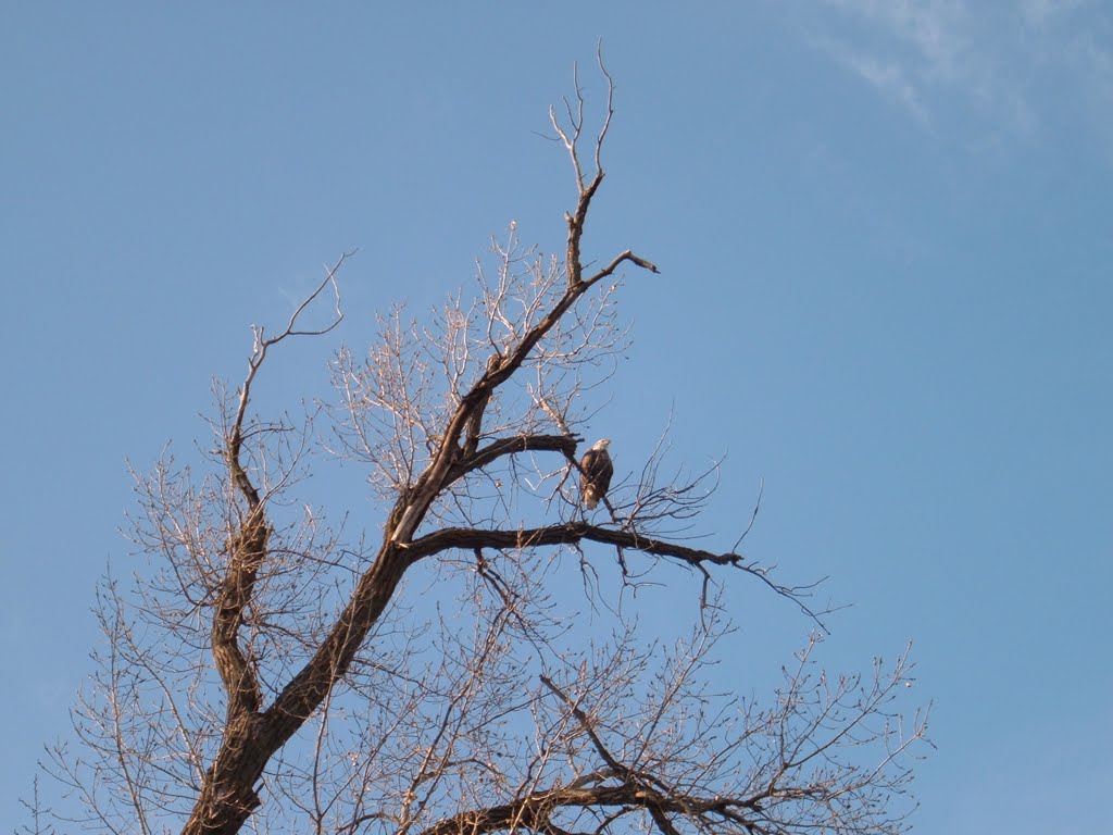 Nov 2006 - Minneapolis, Minnesota. Bald Eagle overlooking the Mississippi River from a tree on Pike Island in Fort Snelling State Park., Мендота