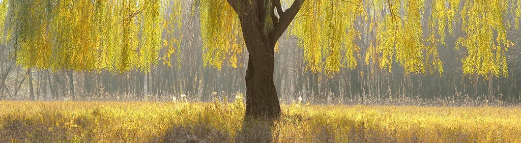 willow in the meadow, Мендота