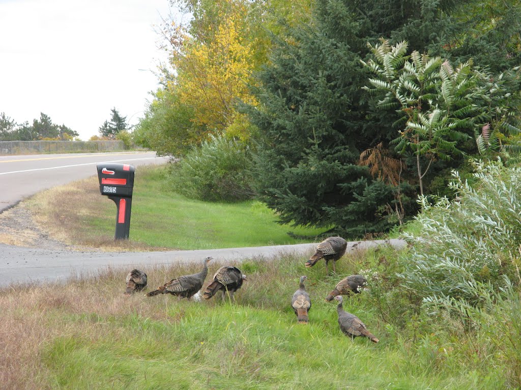 Sep 2010 - Duluth, Minnesota. Wild turkeys along Skyline Parkway on Thompson Hill., Проктор