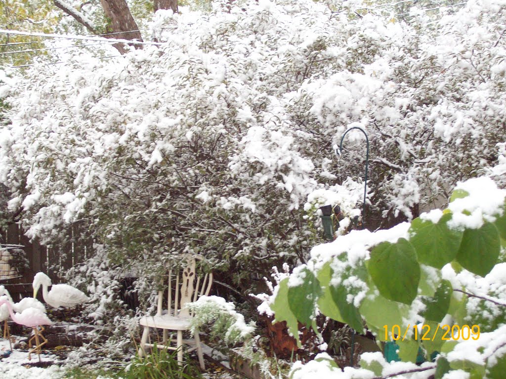 Early snow, backyard shrubs and flamingos, Роббинсдейл
